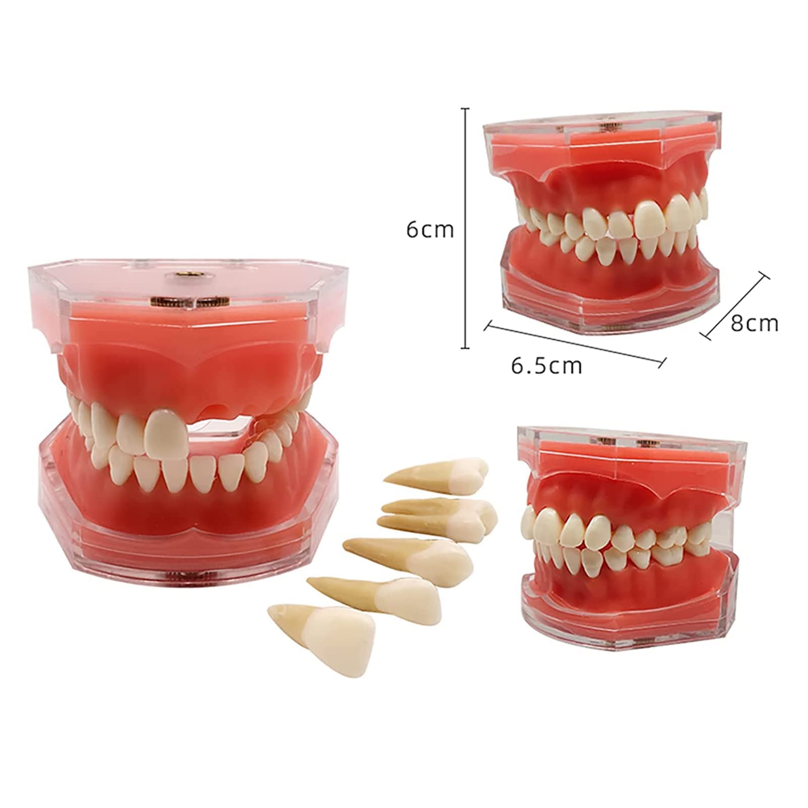 Amazon.co.jp: Cilevizy歯列模型 歯科モデル 歯が取り外し可能モデル