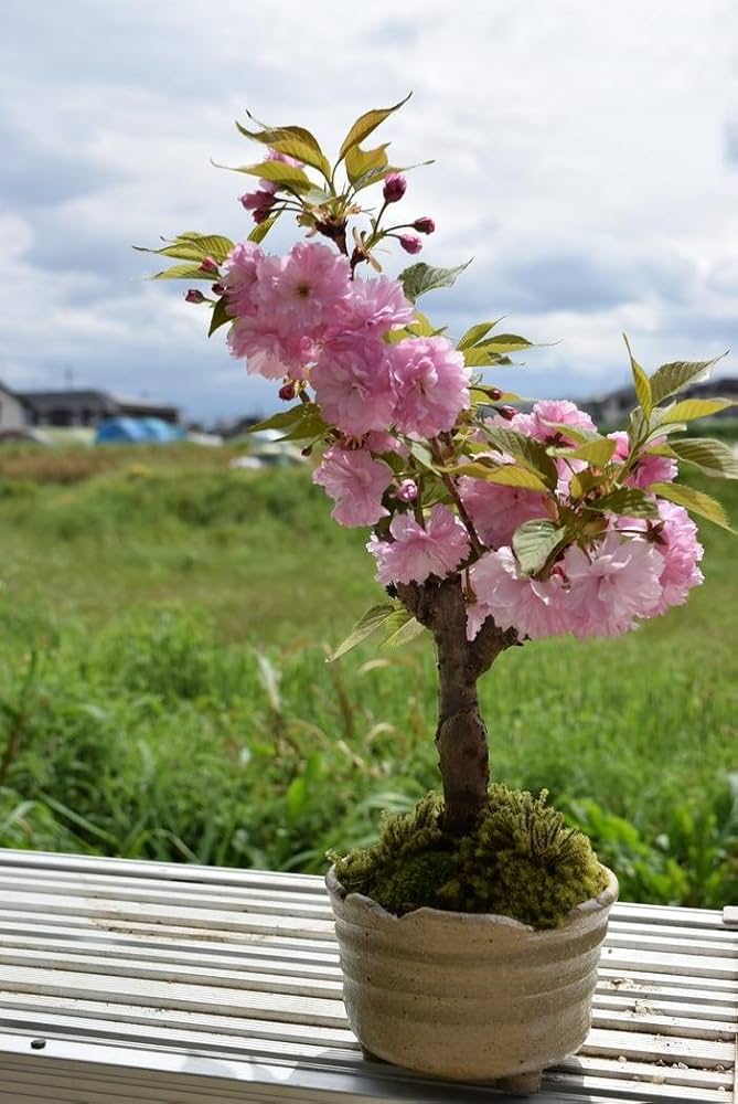 Amazon.co.jp: 八重桜 盆栽 桜盆栽 品種 関山サクラ : DIY・工具・ガーデン