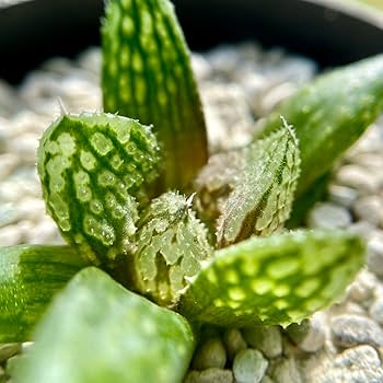 Amazon.co.jp: ハオルチア 闇の森 ハオルシア多肉植物 抜き苗発送