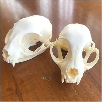 Amazon.co.jp: 本物の猫の骨の頭蓋骨モデル猫の頭の骨格自然な歯骨標本