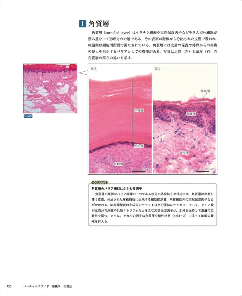 バーチャルスライド 組織学 改訂版 | 駒﨑 伸二 |本 | 通販 | Amazon