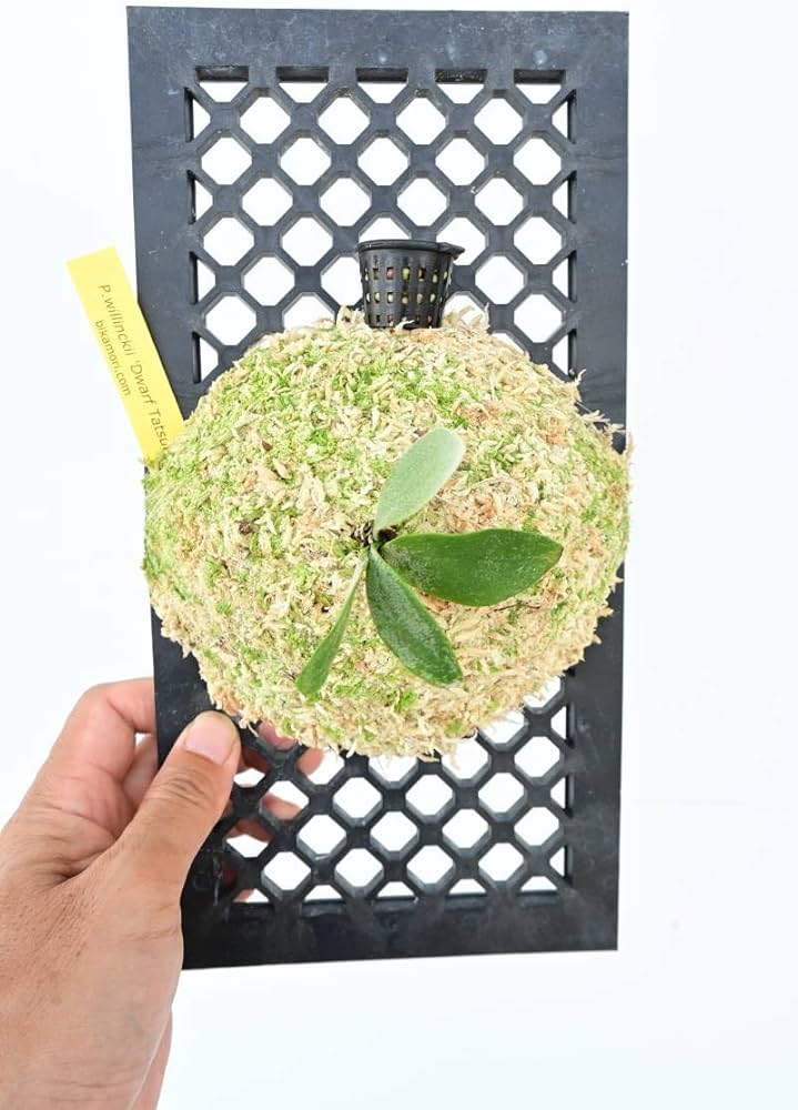 Amazon.co.jp: P.willinckii 'Dwarf Tatsuta' @bikamori.com