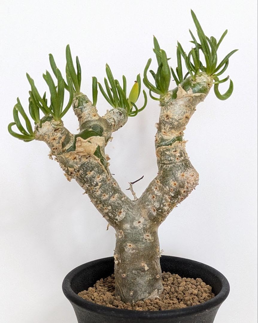 金環ソテツ 2.5号ポットつき 2株セット❗ い 金環ソテツ 2.5号ポット