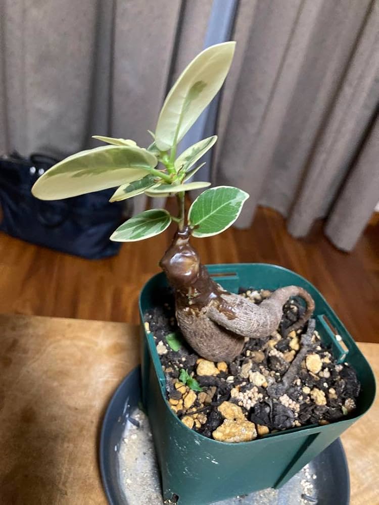 Amazon.co.jp: 白パンダガジュマル 斑入り 苗 鉢 : DIY・工具・ガーデン