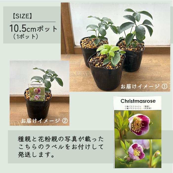 Amazon.co.jp: 予約販売 クリスマスローズ苗 パステリッシュストレイン