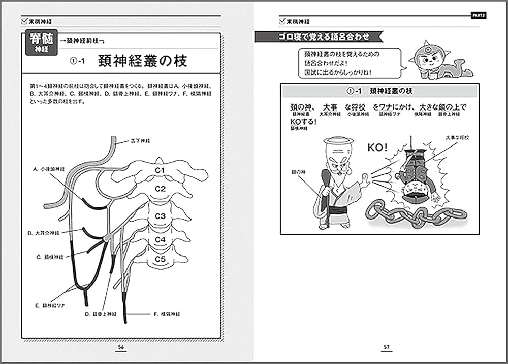 神経インパクト (イラストと語呂で楽しく学ぶ解剖学) | 原田 晃 |本
