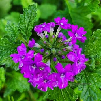 Amazon.com : 2 Purple Verbena Plants Live, Perennial Ground Cover