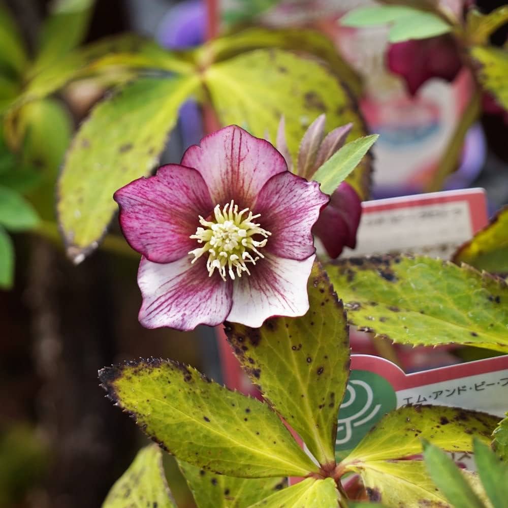 Amazon.co.jp: 【プチドール 彩（あや）】 一重咲きクリスマスローズ 3