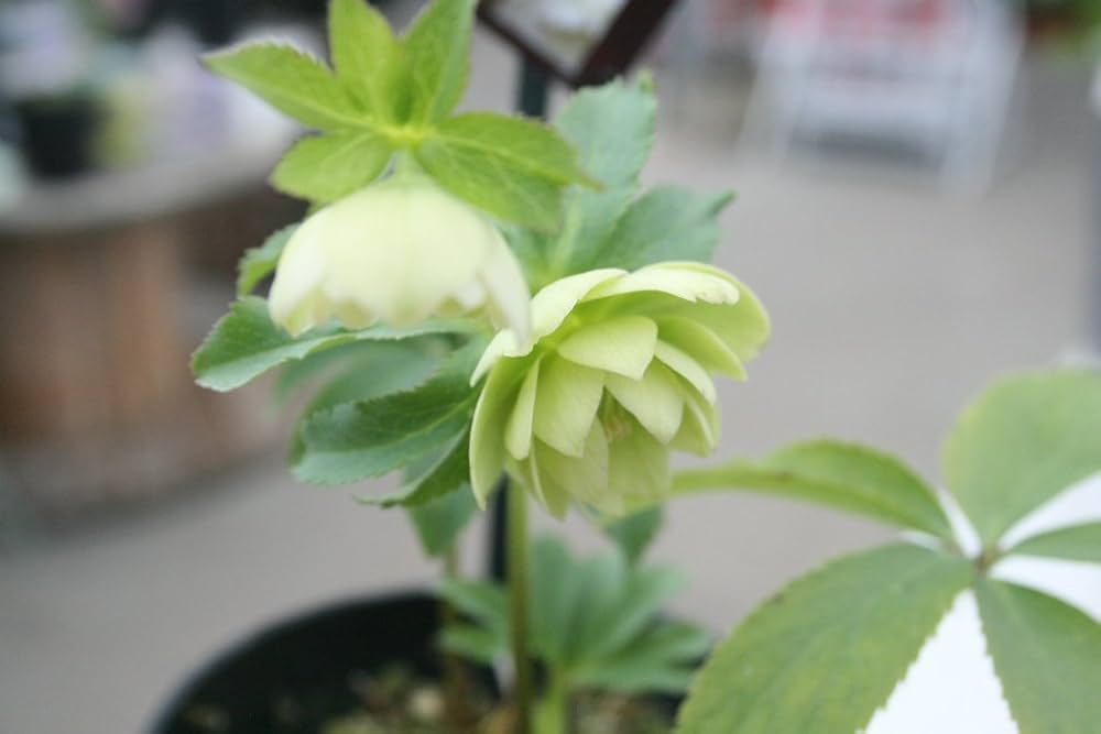 Amazon | 【花苗鉢】 クリスマスローズ ウィンターシンフォニー