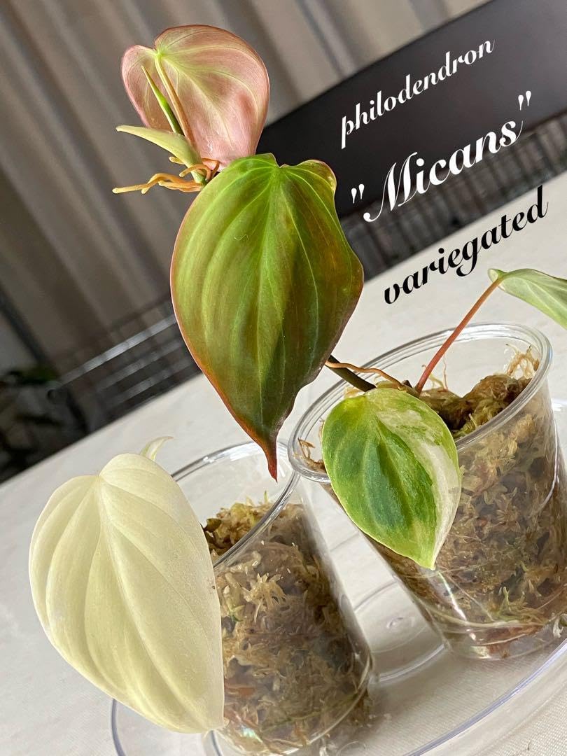 大型水甕 58cm×60cm 甕 巨大壷 水瓶 睡蓮鉢 めだか鉢 金魚鉢 古民具