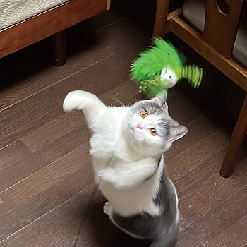 Amazon | キャティーマン (CattyMan) じゃれ猫 吸盤でにゃんトレ