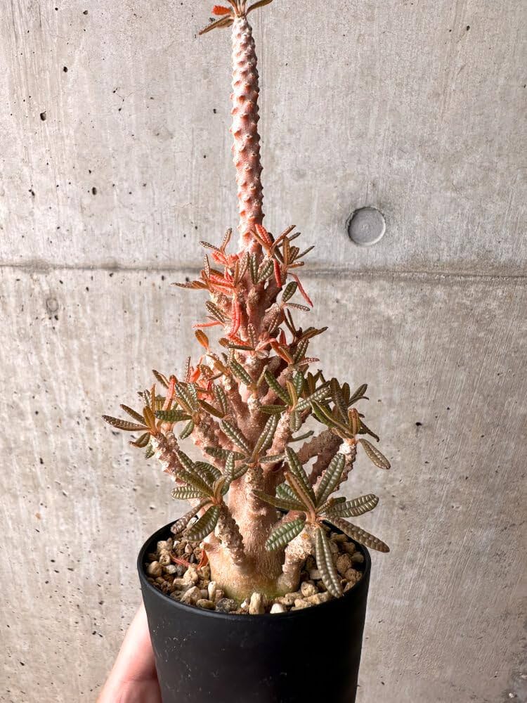 61gP8BfV5VL._AC_UF1000,