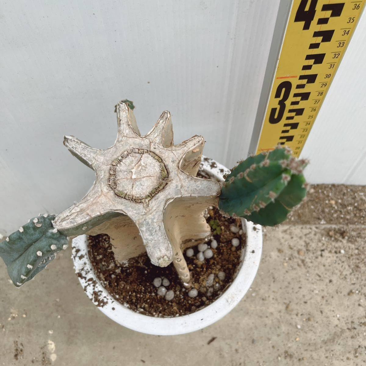 Amazon.co.jp: 柱サボテンブランチ 約7号 大型大株 多肉植物 鬼面角