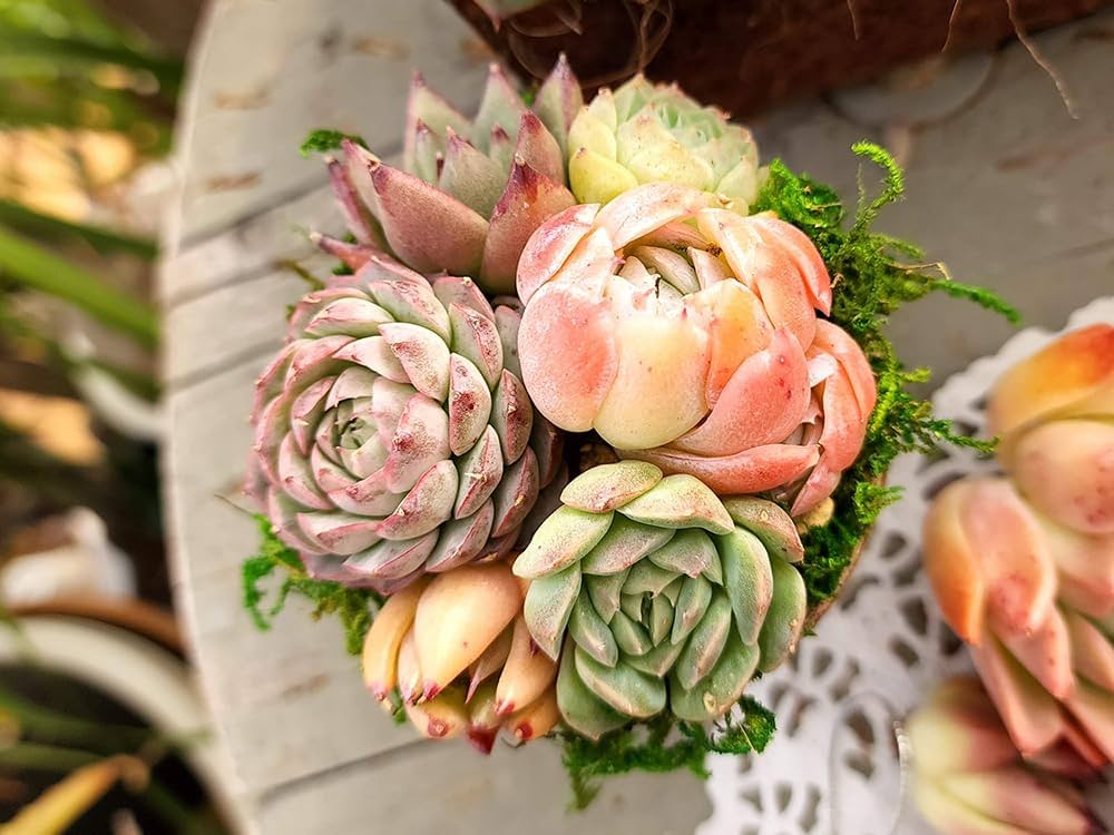 Amazon.co.jp: 10+2S【公式ラインお友達追加でプラス2苗プレゼント