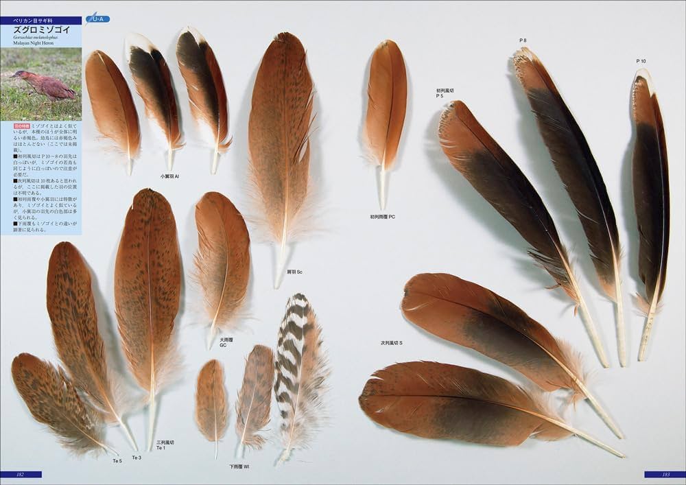 原寸大写真図鑑 羽 増補改訂第2版 | 叶内 拓哉, 高田 勝, 新谷 亮太