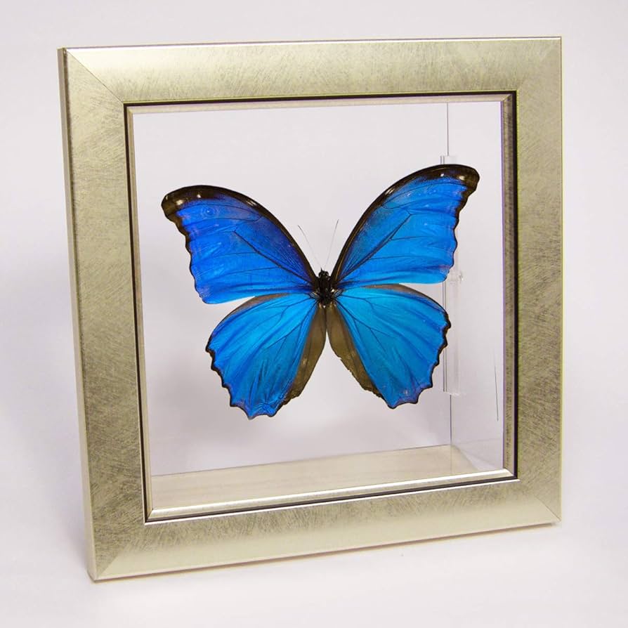Amazon.co.jp: 蝶の標本 ディディウスモルフォ メタリック調ライト