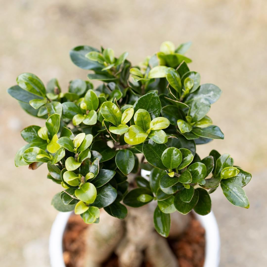 接木 パンダガジュマル斑入り 大苗 パンダガジュマル 斑入り 希少 接木