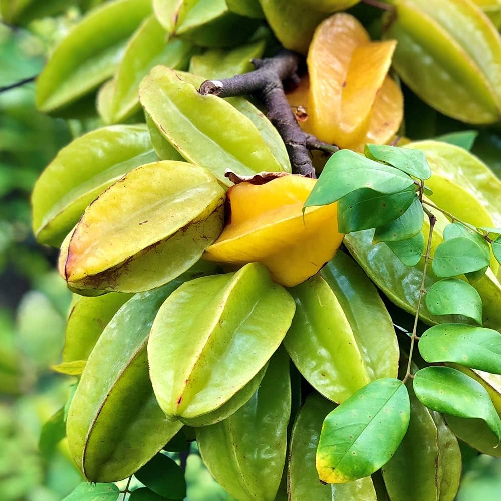 Amazon.co.jp: スターフルーツの苗木 13.5cmポット【品種で選べる果樹