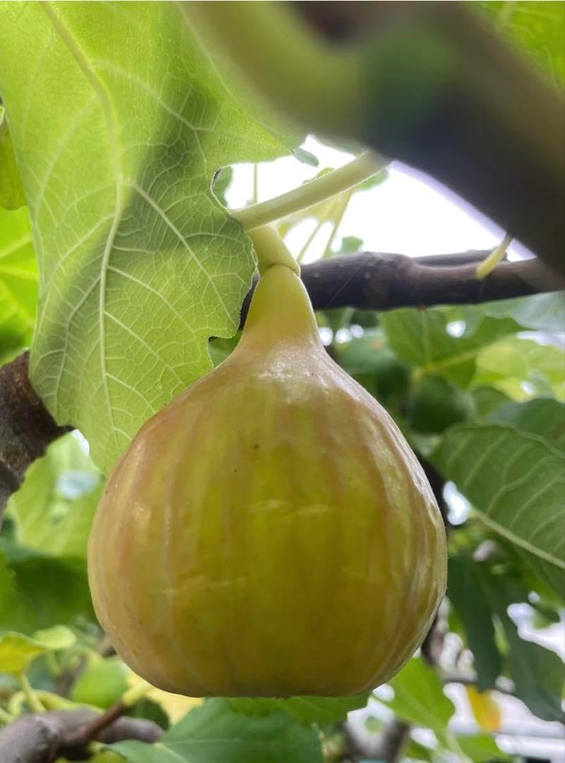 Golden Rainboイチジク穂木2本Golden Rainbow ゴールデンレインボー 穂