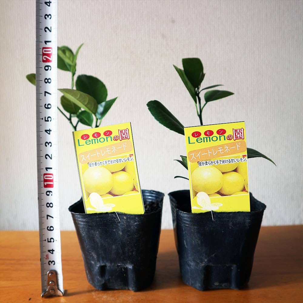 Amazon.co.jp: ITANSE レモン スイートレモネード(手で皮がむけ