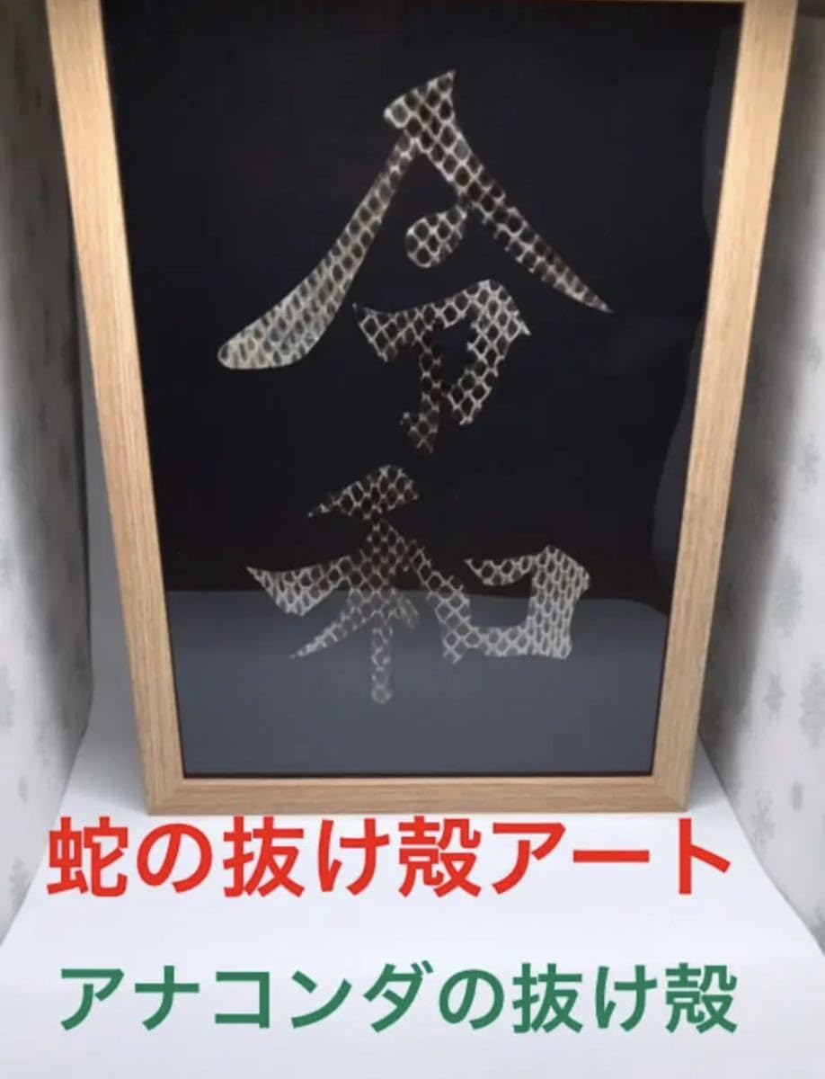Amazon.co.jp: 蛇の抜け殻 アート作品 アナコンダの抜け殻！ 金運 開運