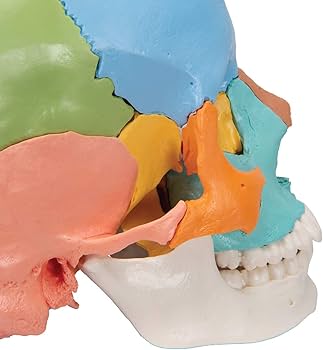 Amazon.co.jp: 3B社 頭蓋骨模型 頭蓋骨22分解キットマルチカラー仕様