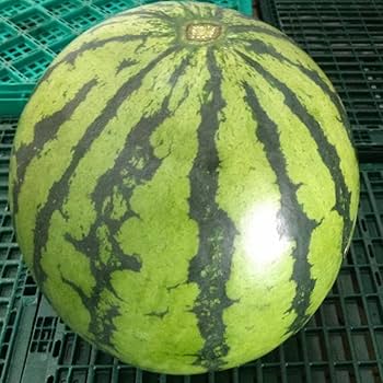 Amazon.co.jp: すいか 訳あり サイズM以上（5キロ以上）スイカ 西瓜