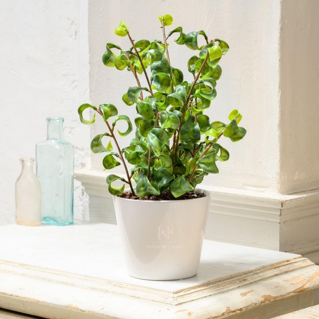 Amazon｜HANAYUKI 人工観葉植物 フェイクグリーン ベンジャミン