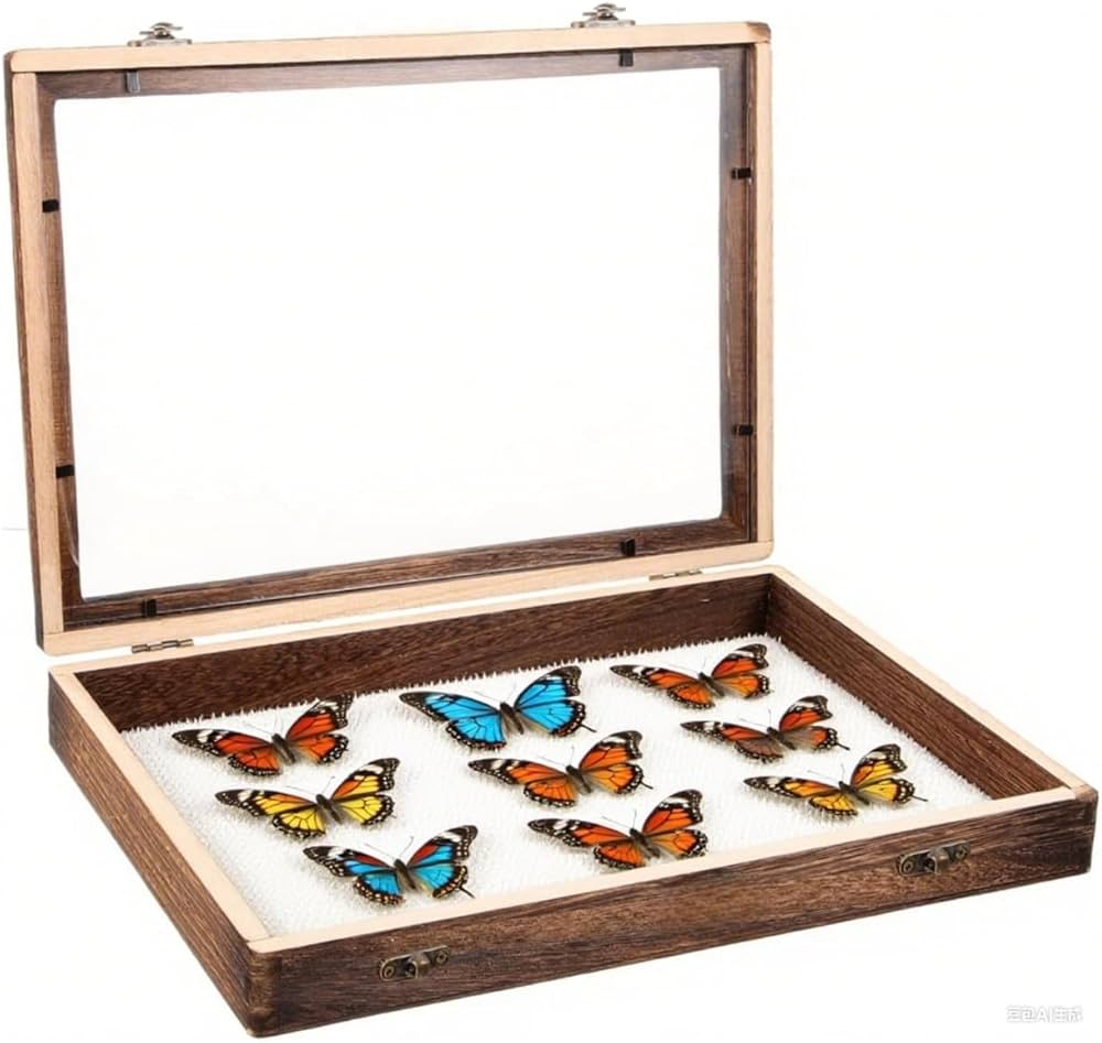 Amazon.co.jp: 昆虫 標本ケース 大型サイズ（45×32×6cm）標本収納