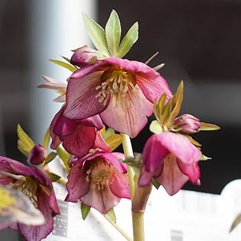 Amazon.co.jp: 【プチドール 彩（あや）】 一重咲きクリスマスローズ 3