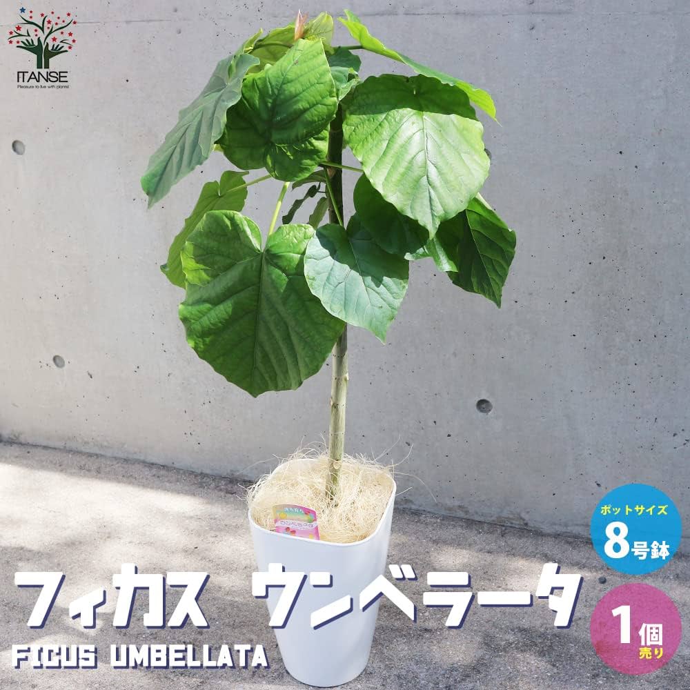 61sOiG-gx8L._AC_UF1000,