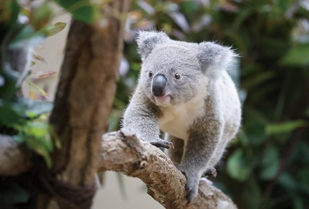 Amazon.co.jp: ふわふわコアラの親子カレンダー 2026【ポストカード