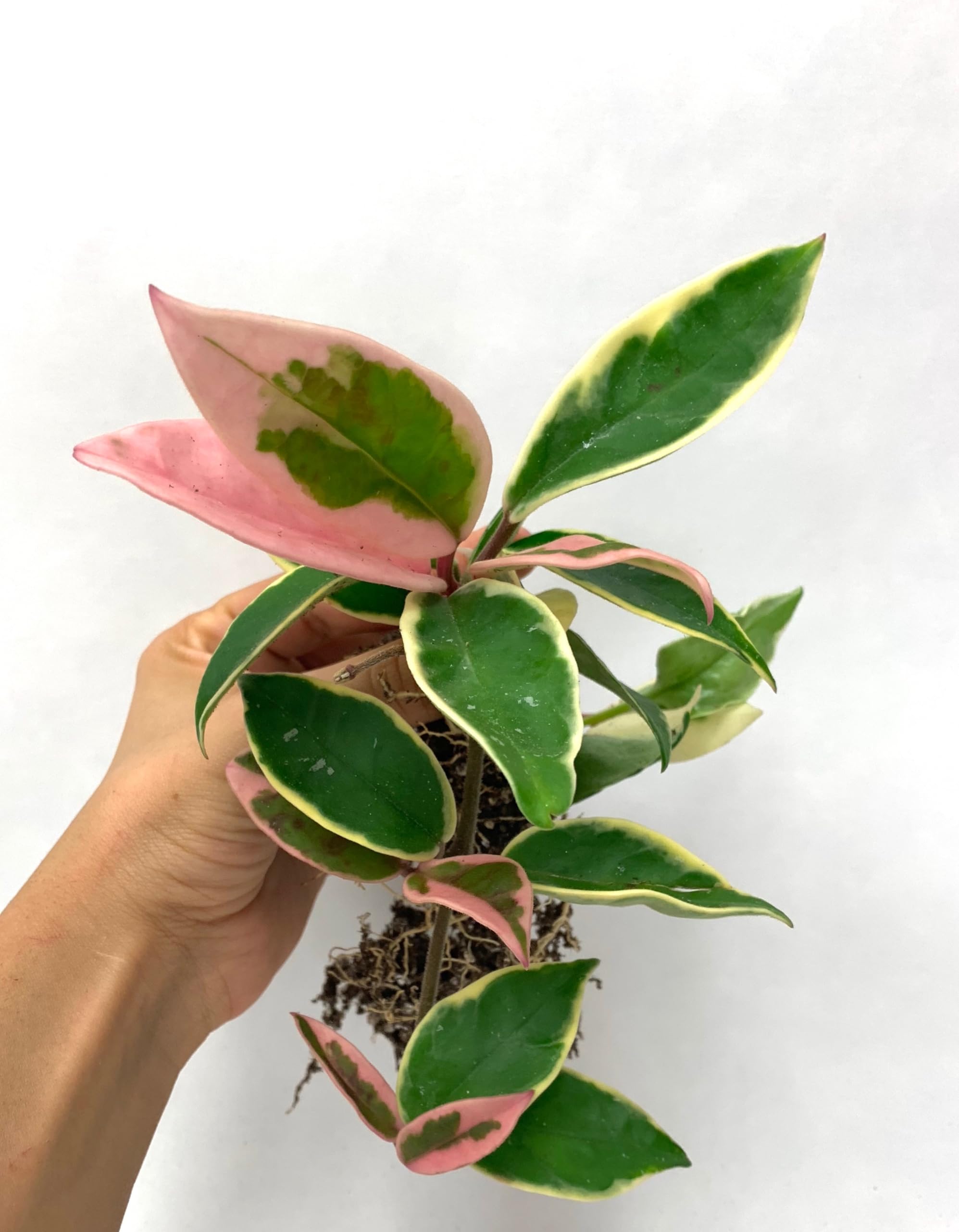 Amazon.com : Tricolor Hoya Krimson Queen, Hoya Carnosa Variegata