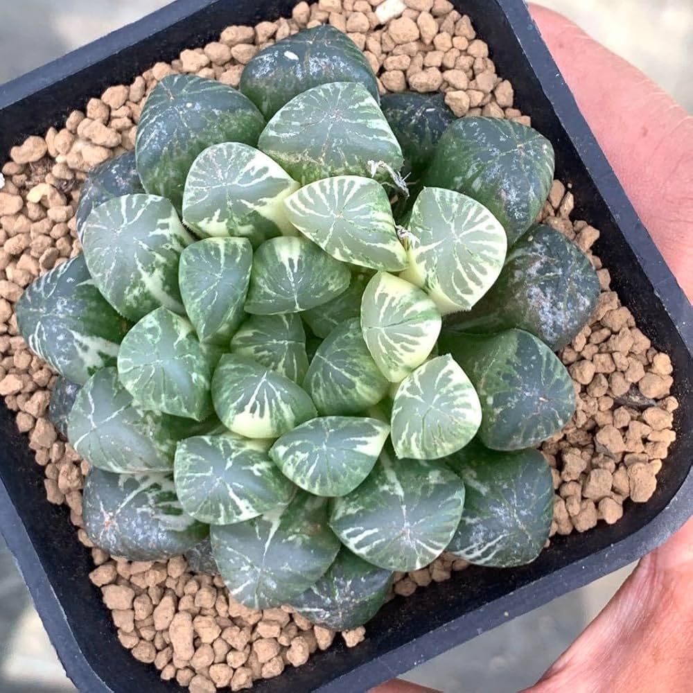 Amazon｜多肉植物 ハオルチア オブツーサ錦 舞姫｜観葉植物 オンライン通販