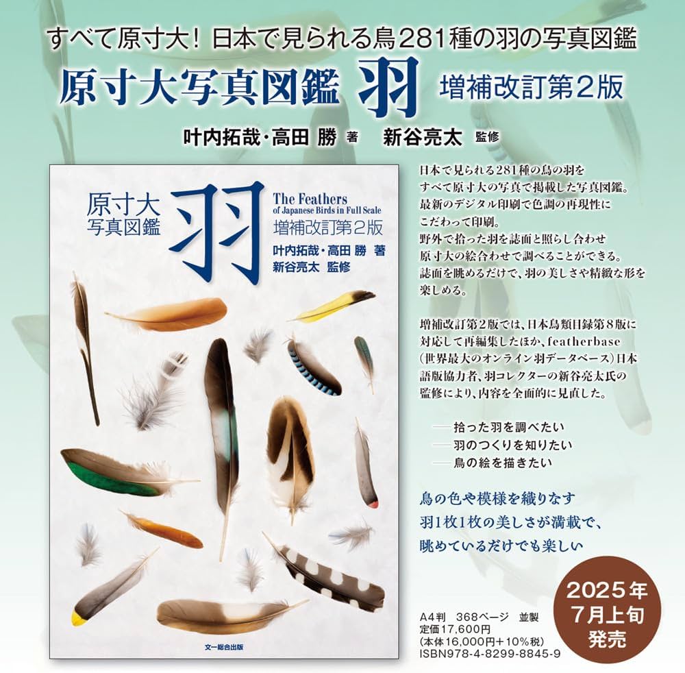 原寸大写真図鑑 羽 増補改訂第2版 | 叶内 拓哉, 高田 勝, 新谷 亮太