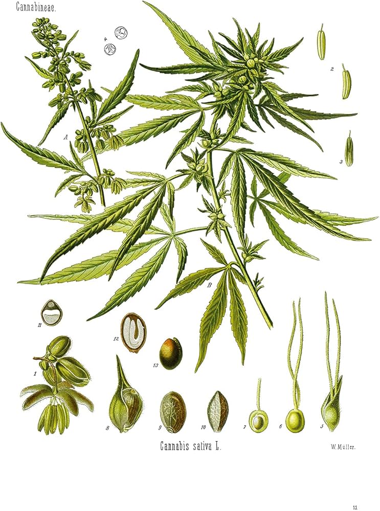 Amazon.com: Der große Heilpflanzen-Atlas: 9783968490298: unknown