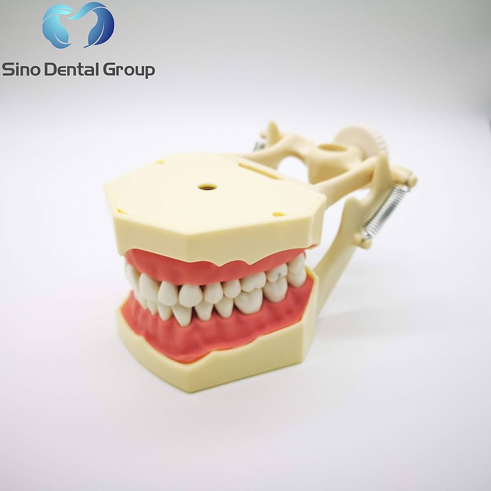 Amazon.com : Dental Nissin Typodont Teeth Model Removable Soft Gum