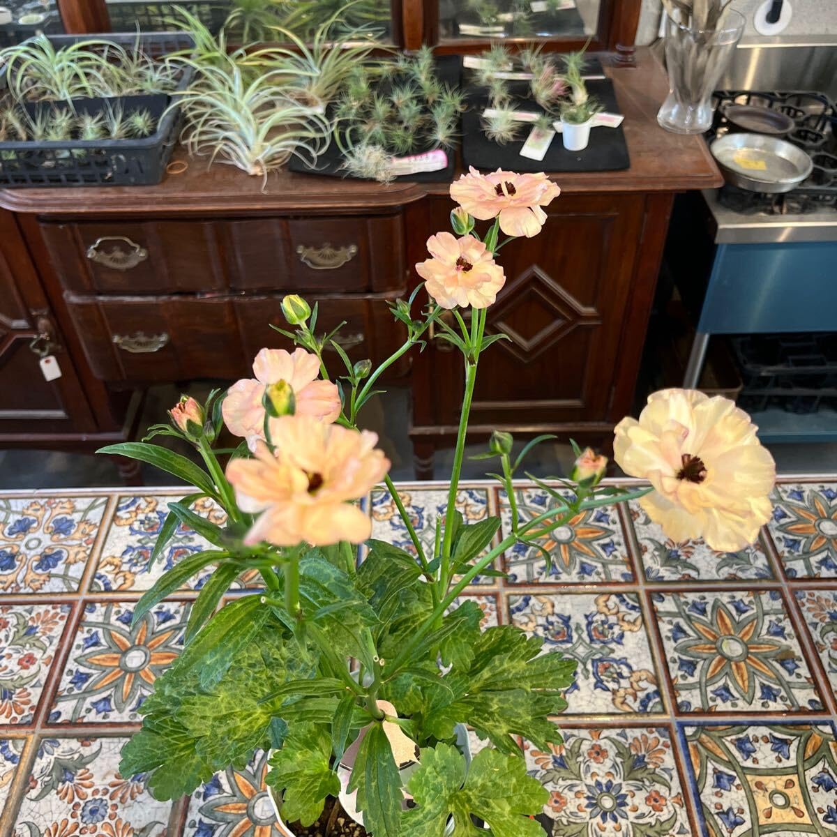 Amazon.co.jp: ラナンキュラス ラックス ヘスティア①⑥ 5号 鉢底から