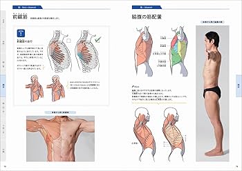 Amazon.co.jp: 美術解剖学の基本マニュアル : 加藤 公太: 本