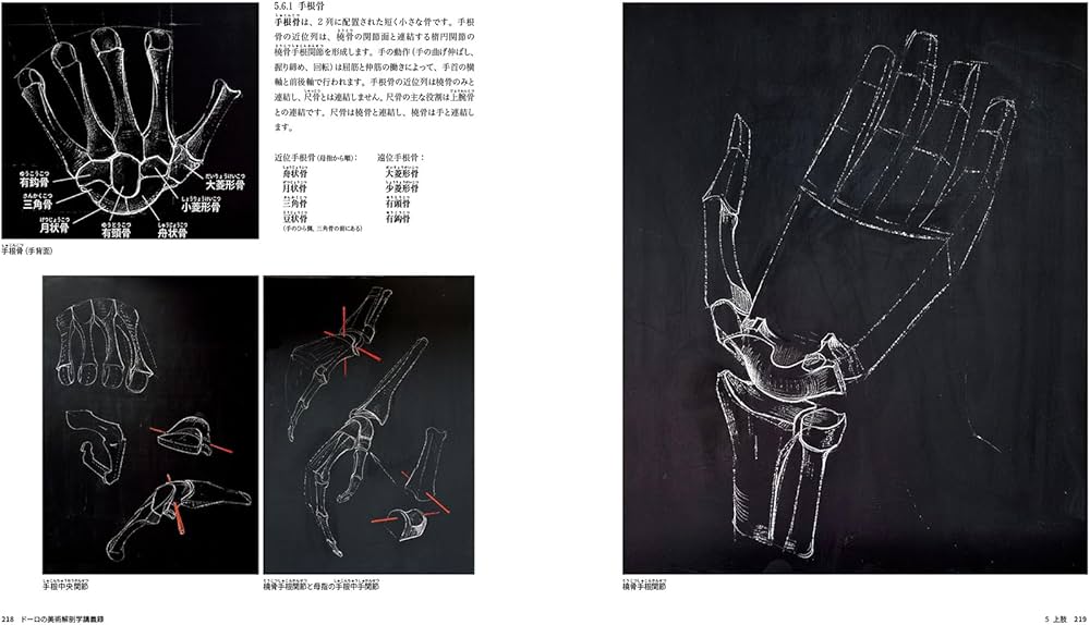 ドーロの美術解剖学講義録 | サンドロ・ドーロ, アンドレアス
