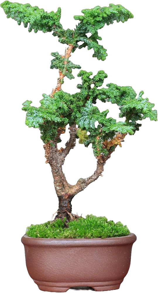 Amazon.co.jp: 石化檜 ミニ盆栽【泰寿園 Online】 : DIY・工具・ガーデン