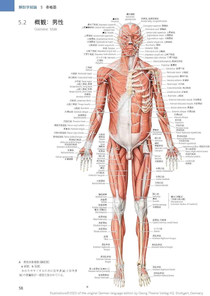 プロメテウス解剖学 4冊セット プロメテウス解剖学 4冊セット