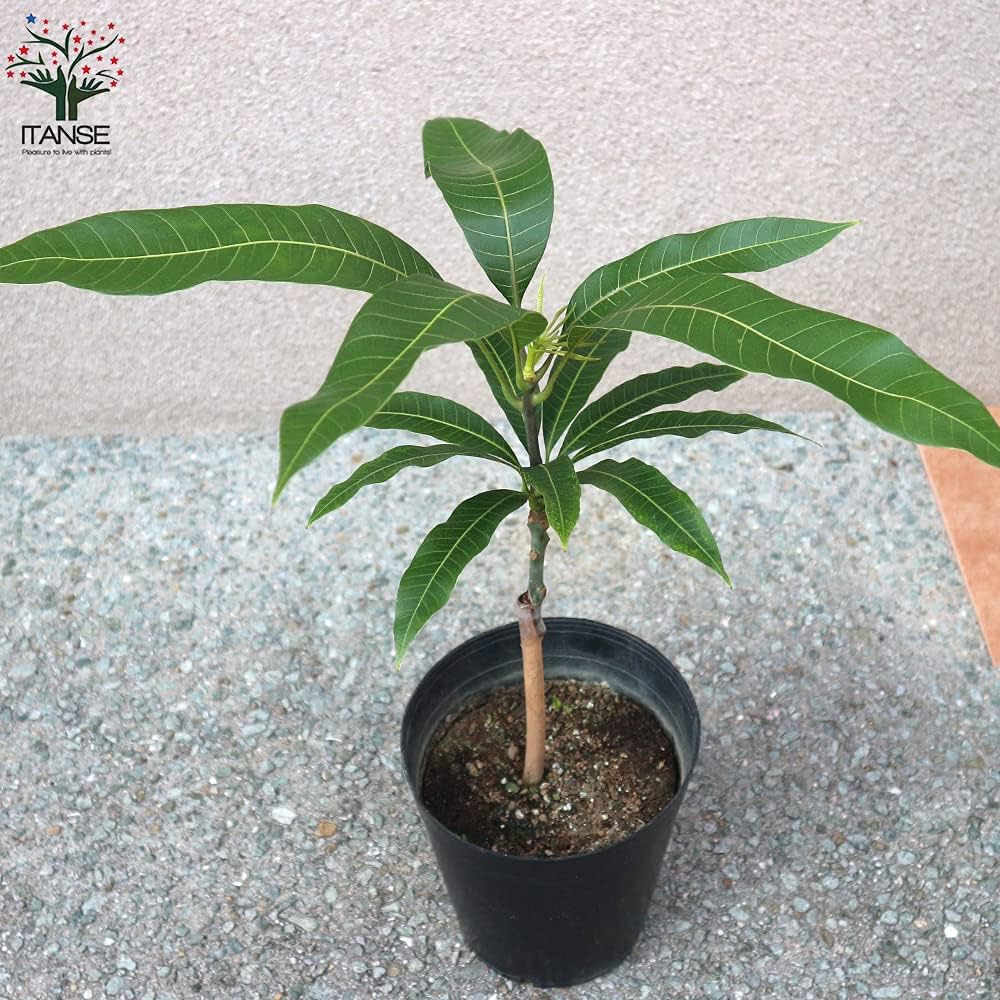 71E4MRmaKkS._AC_UF1000,