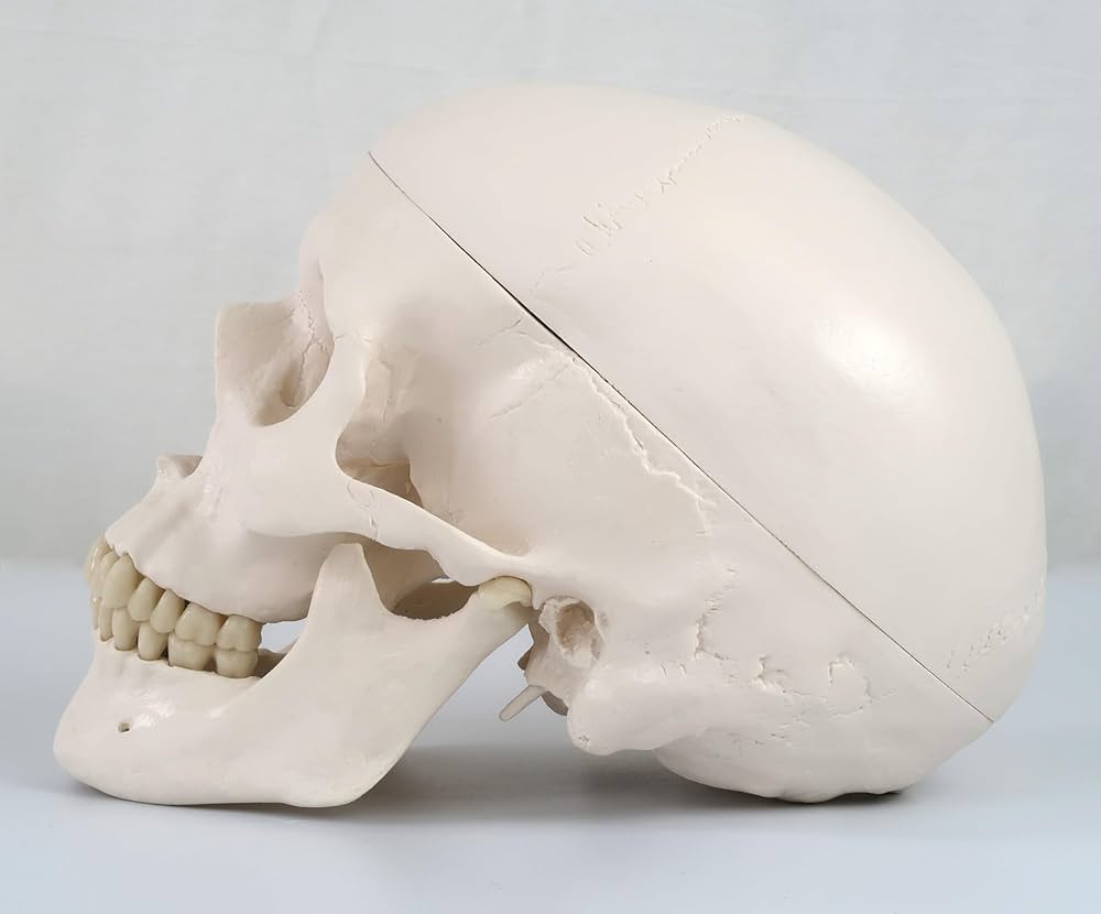 71FMxvjCH9L._AC_UF1000,