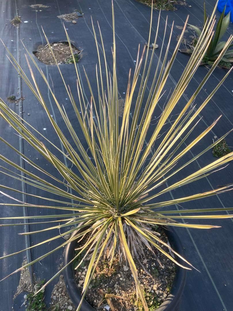 耐寒性ダシリリオン大苗ミキワネンシス◇ドライガーデン多肉サボテン