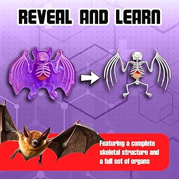 Amazon.com: Dissect-It Simulated Synthetic Lab Dissection Toy