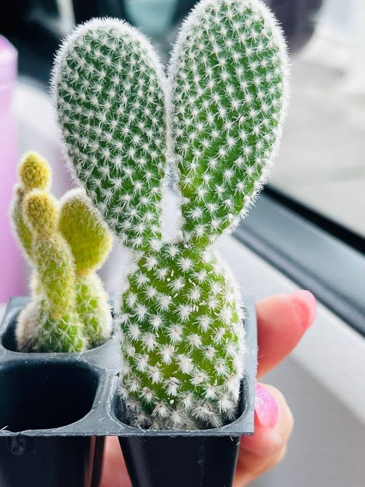 Amazon.co.jp: サボテン バニーちゃん バニーカクタス 抜き苗 : ホビー