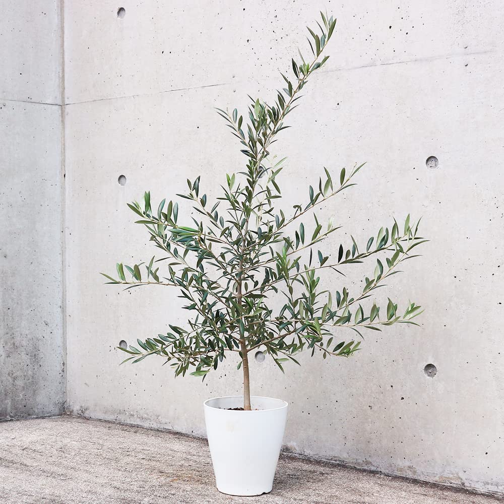 Amazon.co.jp: オリーブの苗木 品種：アルベキナ 6号白テーパード鉢M