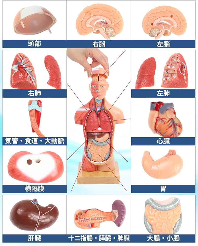 71JjQOCObfL._AC_UF1000,