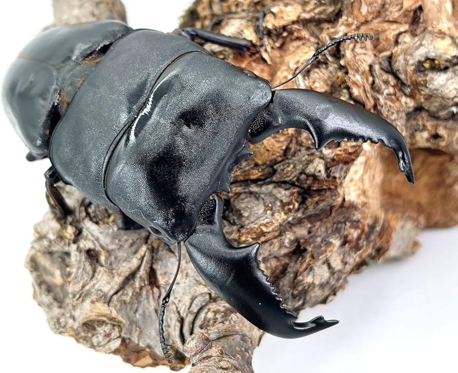 Amazon | (オスメスペア)ケース・ゼリー付き【DDA】大型血統 スマトラ